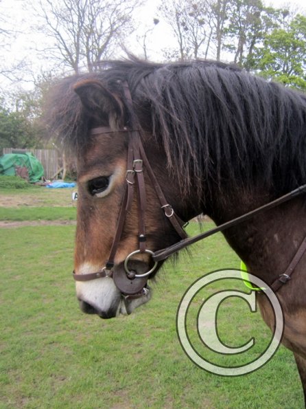 Appley has a cute face (4)