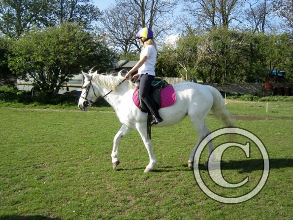 Friday flatwork (14)