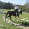 Trotting poles (15)