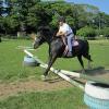 Canter poles