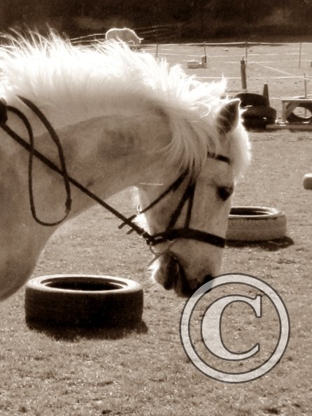 Bareback clinic (22)