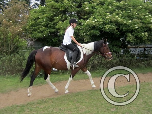 Dressage clinic (101)