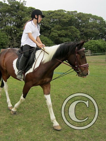 Dressage clinic (132)