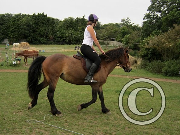 Dressage clinic (133)