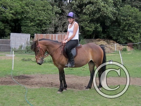 Dressage clinic (135)