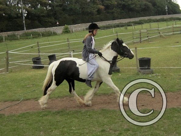 Dressage clinic (20)