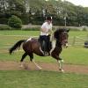 Dressage clinic (34)