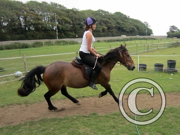 Dressage clinic (40)