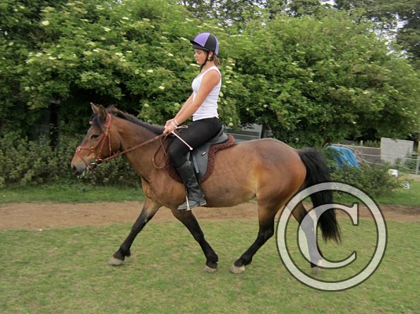 Dressage clinic (66)