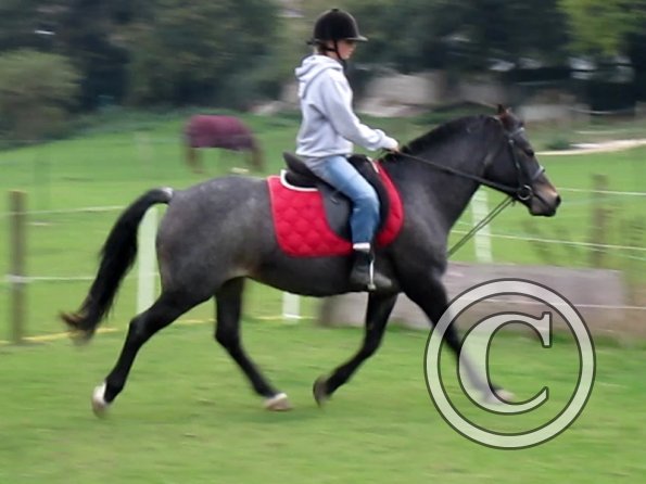 Dixie flatwork (3)