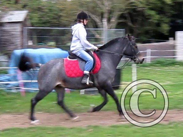 Dixie flatwork (4)