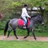 Dixie flatwork (5)