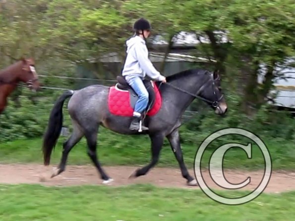 Dixie flatwork (5)