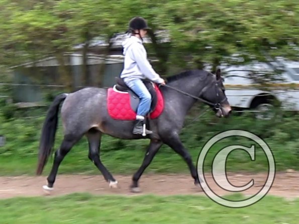 Dixie flatwork (6)