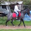 Dixie flatwork (7)