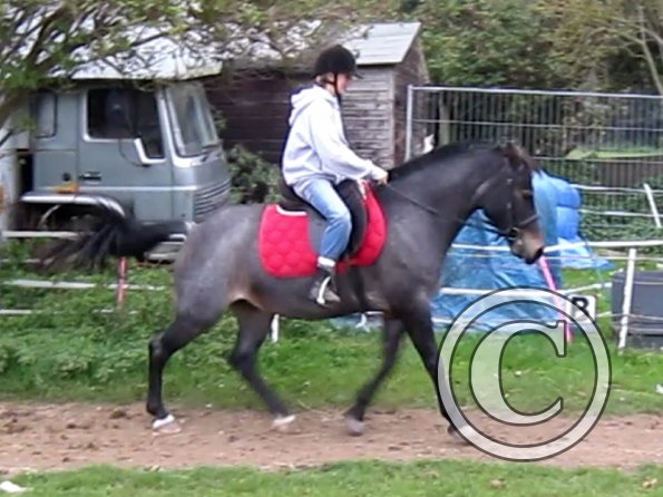 Dixie flatwork (7)