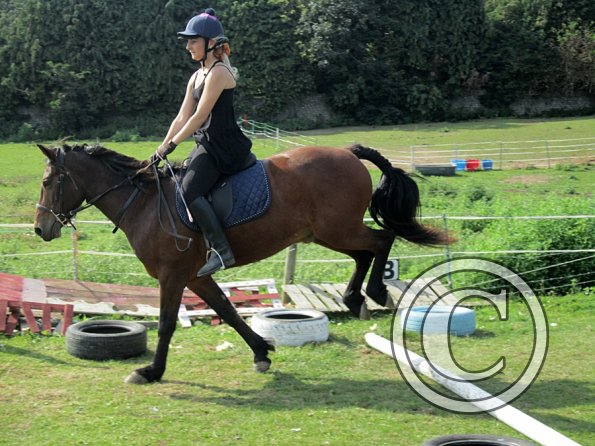 Canter poles (10)