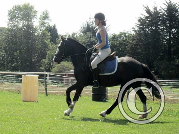 Jessie dressage (7)