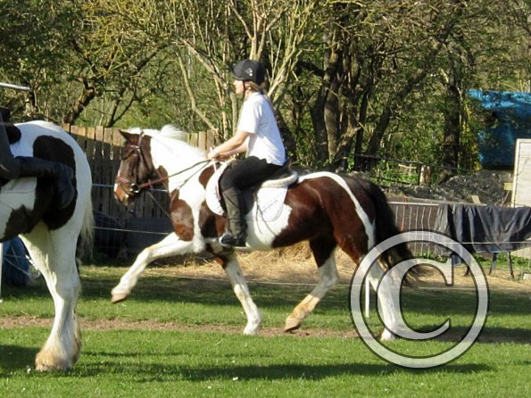 Fee suddenly knows dressage