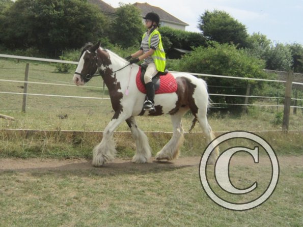 Summer dressage clinic (11)