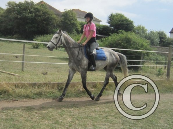 Summer dressage clinic (12)