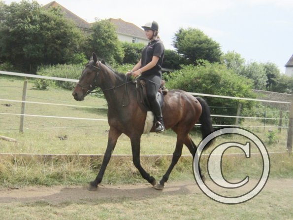Summer dressage clinic (13)