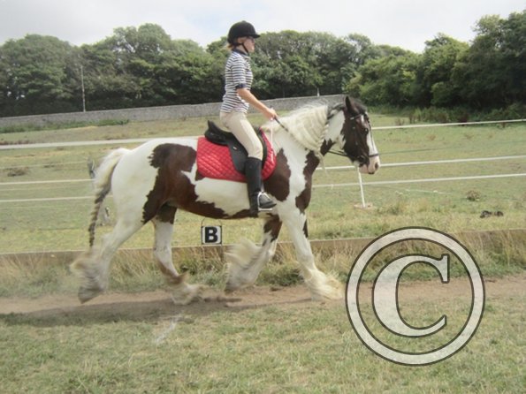 Summer dressage clinic (14)