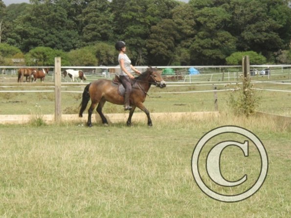Summer dressage clinic (15)