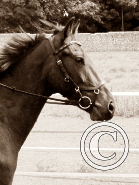 Summer dressage clinic (16)