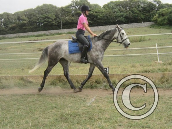 Summer dressage clinic (18)