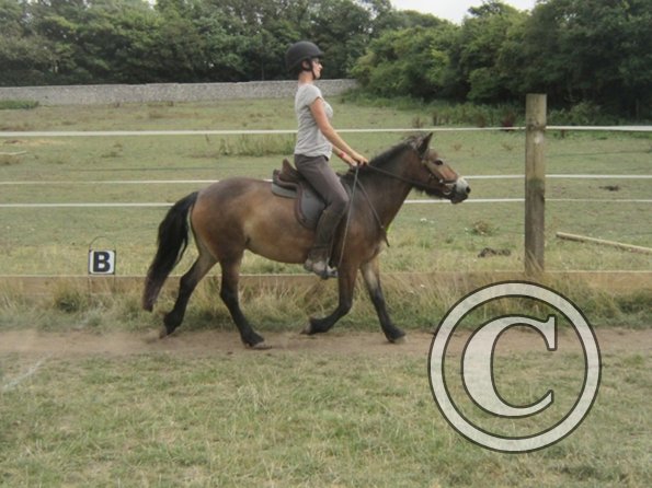 Summer dressage clinic (19)