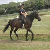 Summer dressage clinic (2)