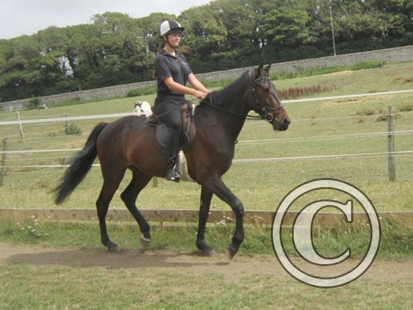 Summer dressage clinic (2)
