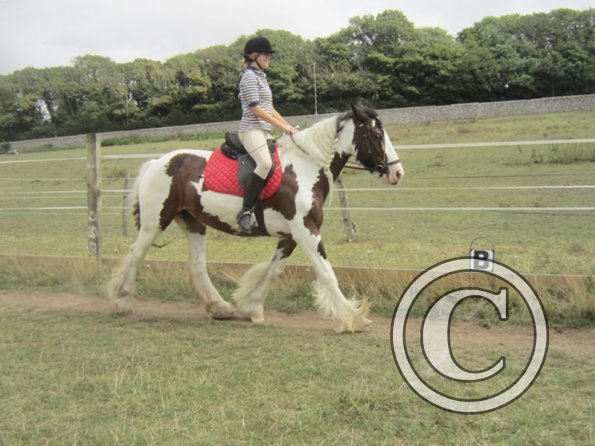 Summer dressage clinic (20)