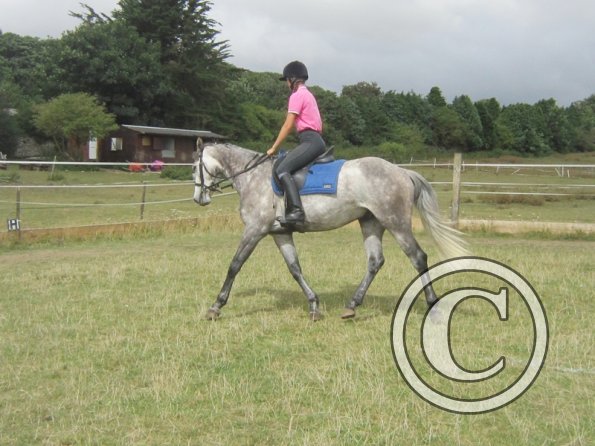 Summer dressage clinic (22)