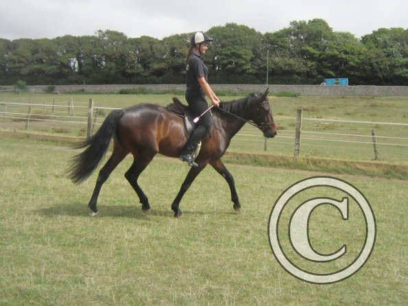 Summer dressage clinic (24)