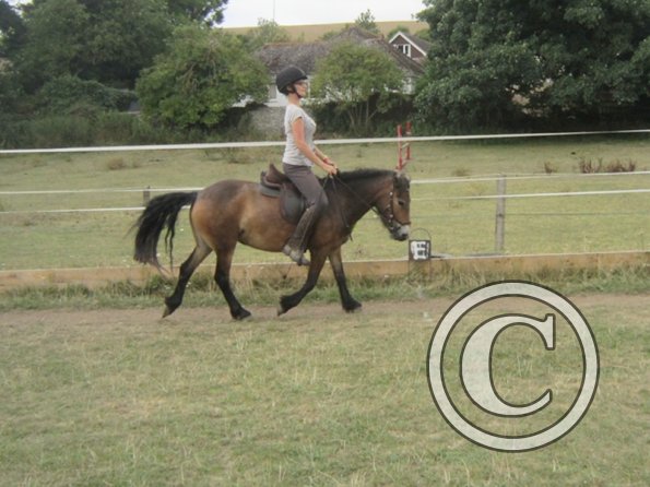 Summer dressage clinic (25)