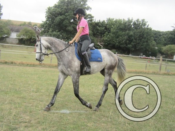 Summer dressage clinic (26)