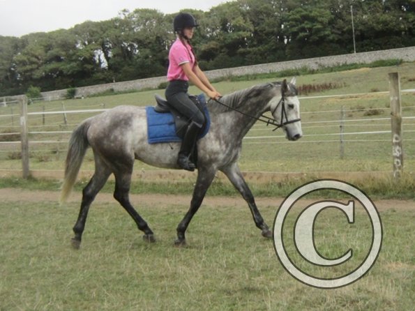 Summer dressage clinic (27)