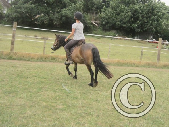 Summer dressage clinic (29)