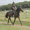 Summer dressage clinic (3)