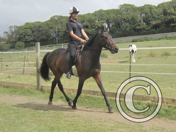 Summer dressage clinic (3)