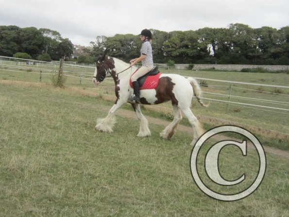 Summer dressage clinic (31)