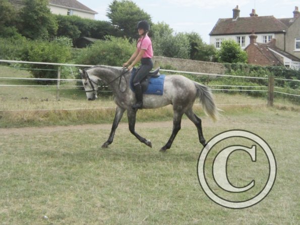 Summer dressage clinic (32)