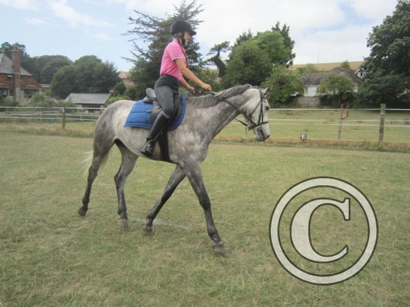 Summer dressage clinic (33)