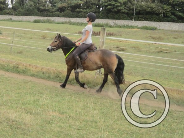 Summer dressage clinic (34)