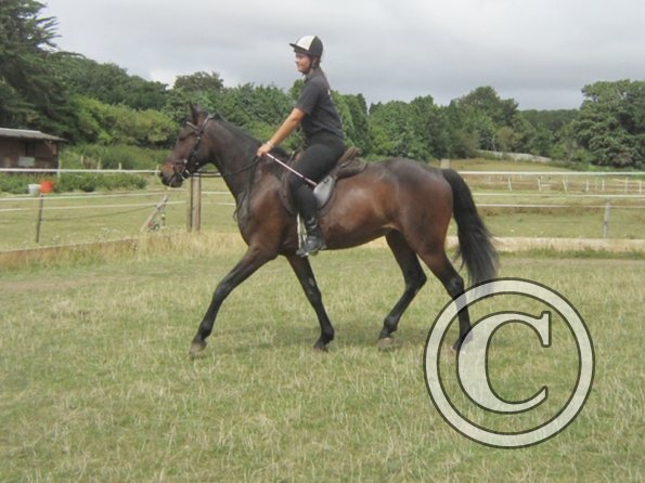Summer dressage clinic (35)