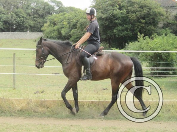 Summer dressage clinic (36)