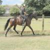 Summer dressage clinic (37)