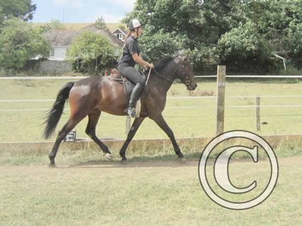 Summer dressage clinic (37)
